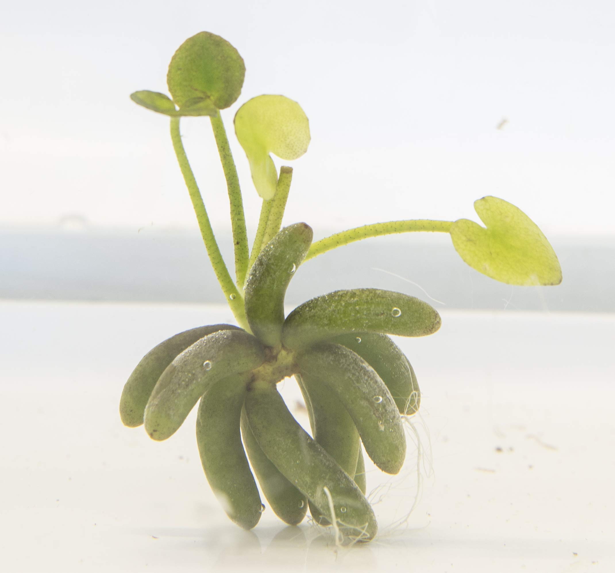 Buy Nymphoides Aquatica (1 Water Banana) Aquarium Plants Aquarium