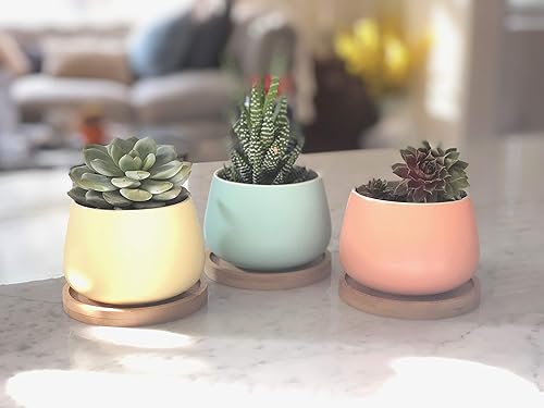 Miniatura 2 de Macetas redondas de cerámica para suculentas de 3 pulgadas con drenaje, bandeja de bambú, paquete de 3 unidades