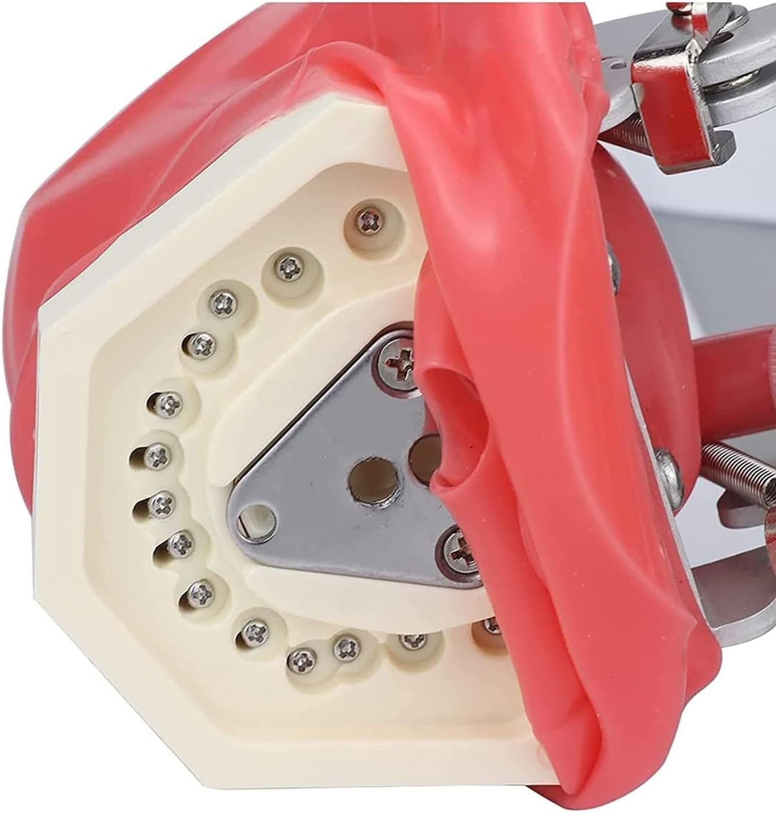 Zahnärztliches Phantomkopfmodell, Zahnärztliche Übungskopf-Simulator Mit Tischhalterung, Stomatologisches Bionisches Kopfmodell Für Zahnärzte Und Zahnärztliche Assistenten