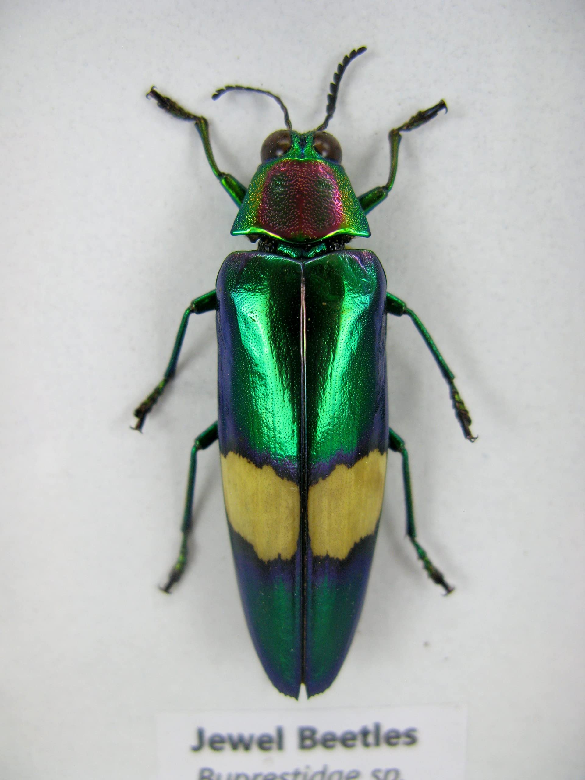 asiahouse24 Echte präparierte Insekten im 3D Schaukasten aus Holz. Vogelspinne, Skorpion, Käfer, Hundertfüßer und vieles mehr. (3 Jewel Beetle)