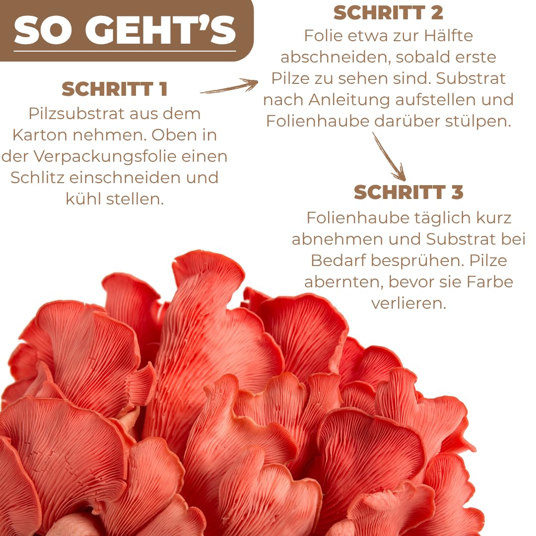 Hawlik Pilzbrut – BIO Rosenseitling Kultur 2,5 kg – Kinderleicht selbst Rosenseitlinge züchten - Pilze züchten Set - Komplettes Pilzzuchtset für Zuhause - Ideal für Anfänger