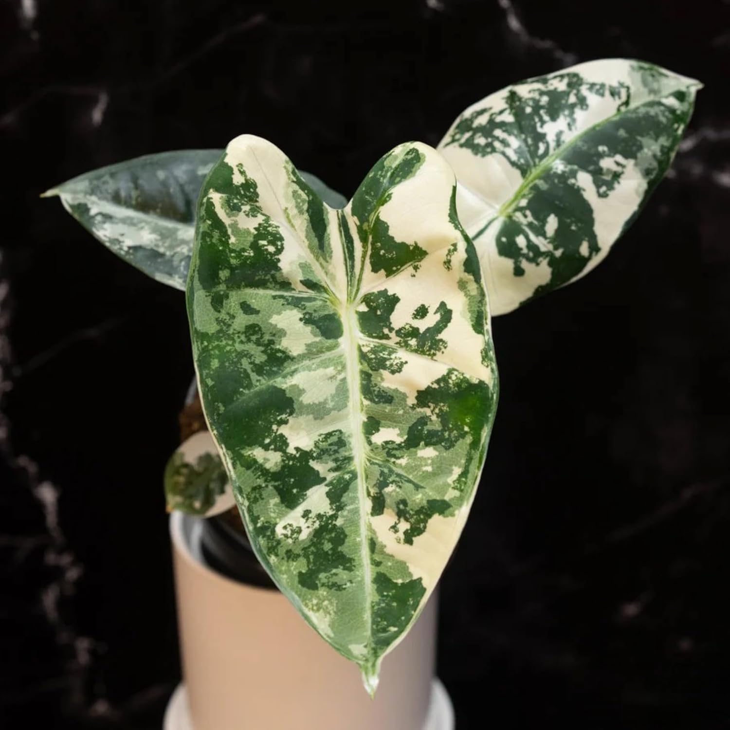 4' Rare Alocasia Micholitziana Frydek Variegated – Rare Green Velvet Elephant Ear Plant – Arrowhead Foliage