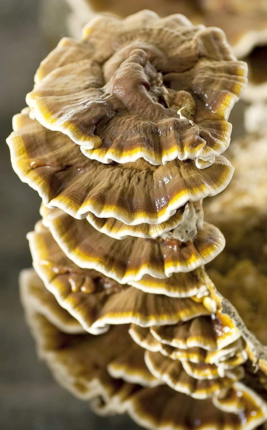 Reishi Premium Bio Kapseln | Superfood Pilzpulver-Kapseln | 90 Kapseln je 400mg Pulver | Ohne Zusatzstoffe 100% vegan | Höhste Qualität