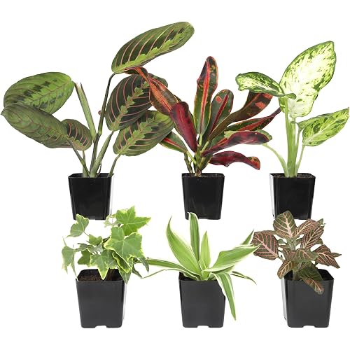 Altman Plants Live Houseplants (6PK), Indoor Plants for Delivery Prime, Live Plants and Gardening Gifts for Plant Lovers, Planters for Indoor Plants with Potting Soil, Live House Plants Indoors Live
