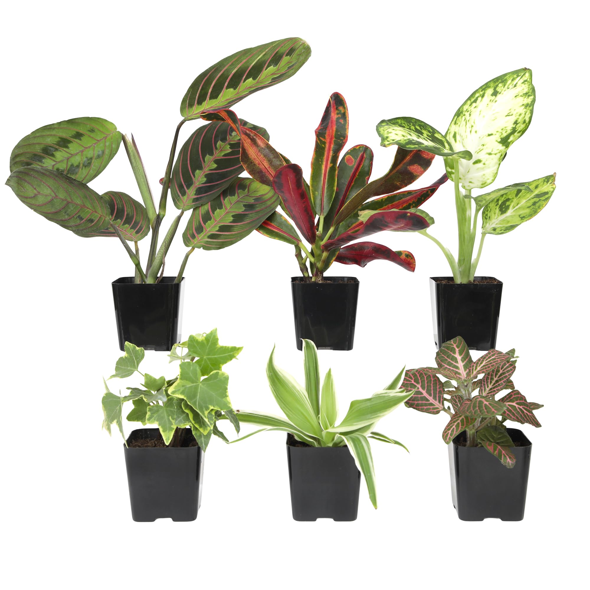 Altman Plants 6-Pack Houseplants