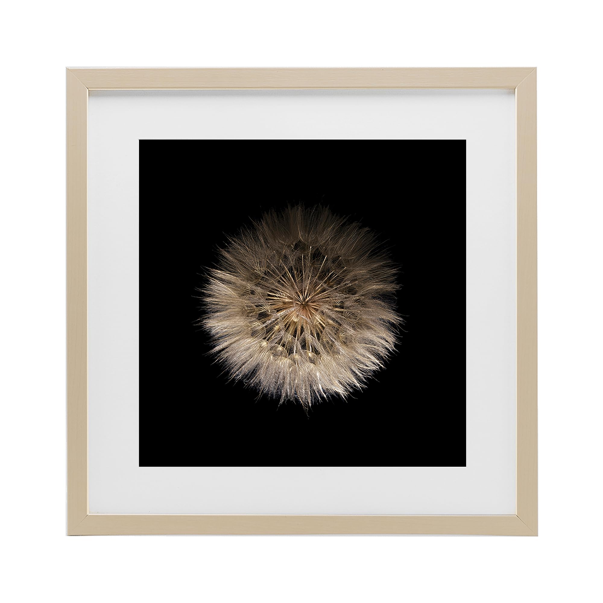 'Wispy Dandelion on Black'| Framed Print Under Glass