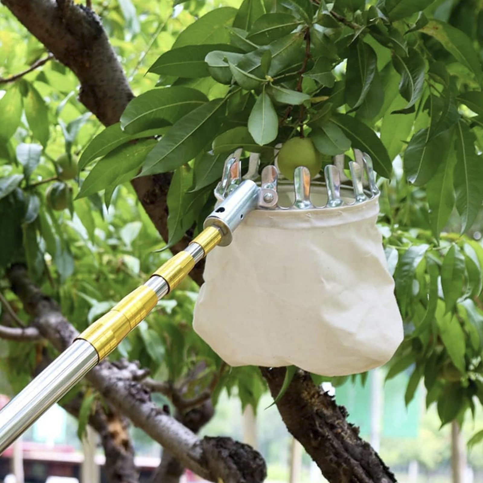 Raccogli Frutta Telescopico, Raccoglitore Frutta 4M con Asta in Acciaio Inossidabile, Strumento per Raccogliere Frutta Leggera per Raccolta Frutta Mela Pera Limone Arancia Etc,d'oro