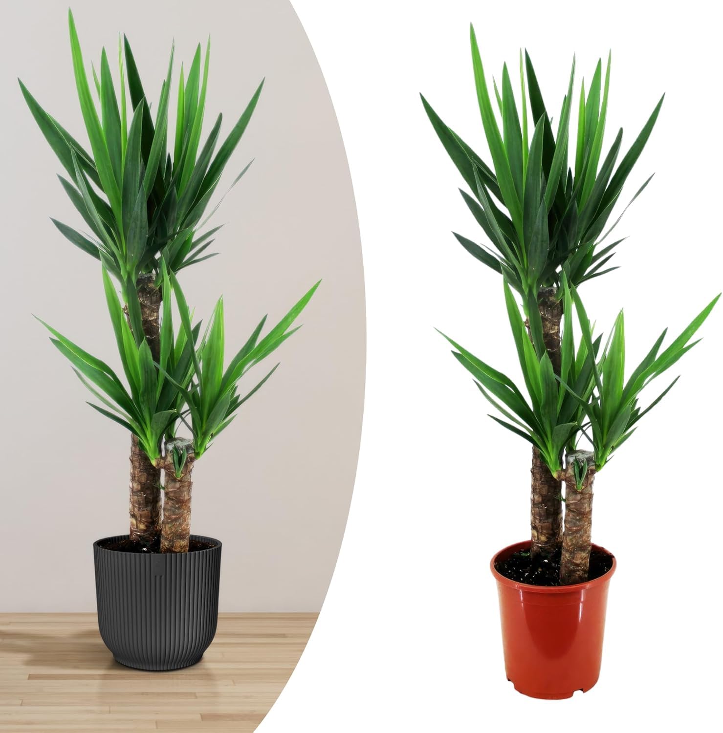 Happy Plants Yucca Palme gro I 80 cm x 17 cm, Palmen Pflanzen  Zimmerpflanzen Zimmerpalme Grnpflanzen Wohnungs Topfpflanzen,  luftreinigend & pflegeleicht, frisch aus unserer Grtnerei : Amazon.de:  Garten