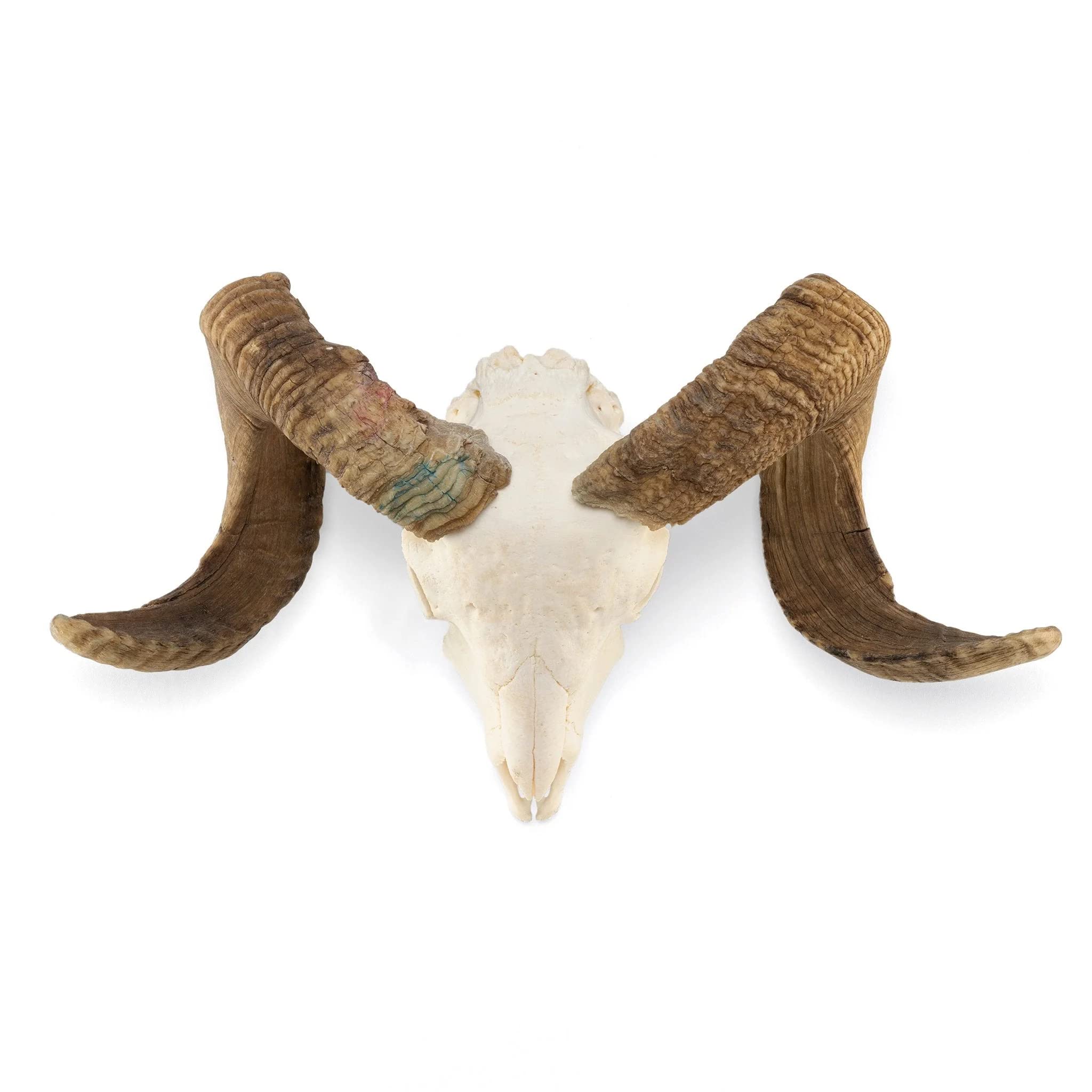 Domestic Ram Skull (Natural Bone)