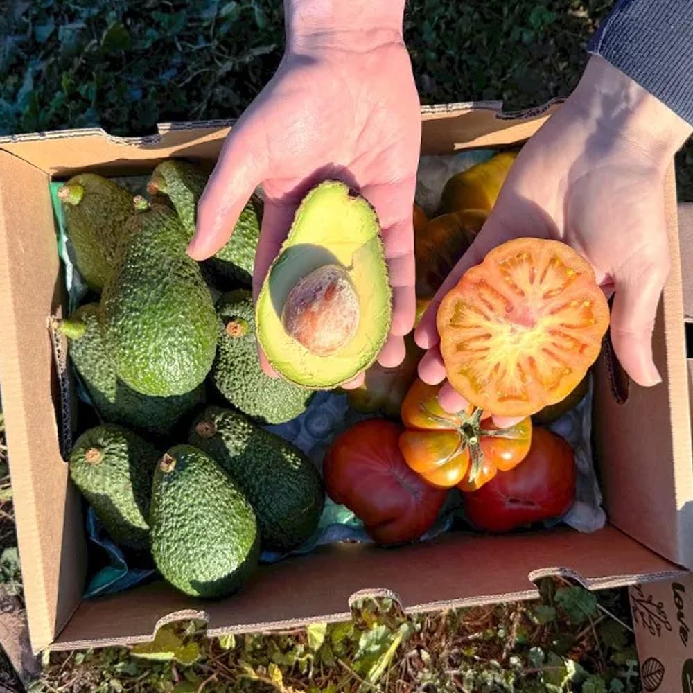 Caja de aguacates hass y tomate raf | 2 kg de Aguacates Hass y 2 kg de Tomate Raf, frescos y naturales, cultivados en Castellón (España), sin químicos y enviados directamente del campo a tu casa