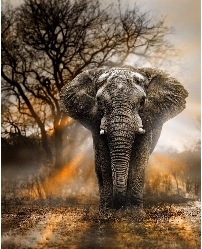 DIY 5D Diamant Peinture,Broderie Diamant 30x40cm Diamond