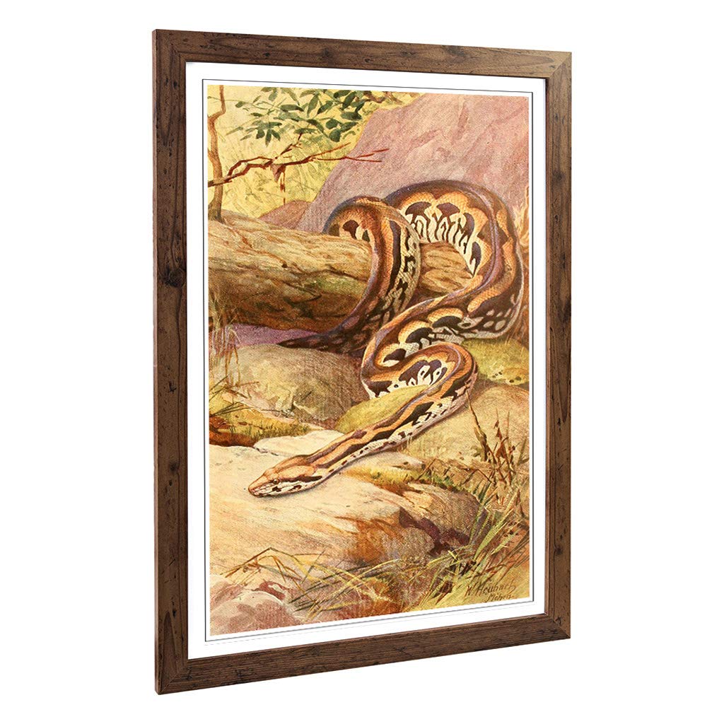 Big Box Art Framed Print of Vintage Heubach. Walter Madagascan Boa Design | Wall Art Picture | Home Decor for Kitchen, Living Room, Bedroom, Hallway, Walnut, A2 / 24.5x18 Inch / 62x45cm