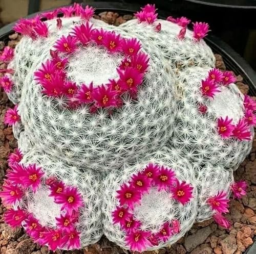 Old Lady Cactus Live Plant 3.5 Inch Pot Mammillaria Hahniana