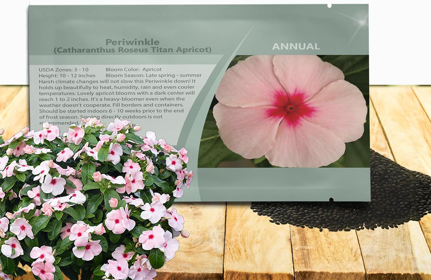 Outsidepride Titan Apricot Periwinkle Seeds for Planting – 50 Pcs Annual, Fast-Blooming, Heat & Drought Tolerant Vinca Flower Seeds with Vibrant Colors for Gardens, Beds, Borders & Containers