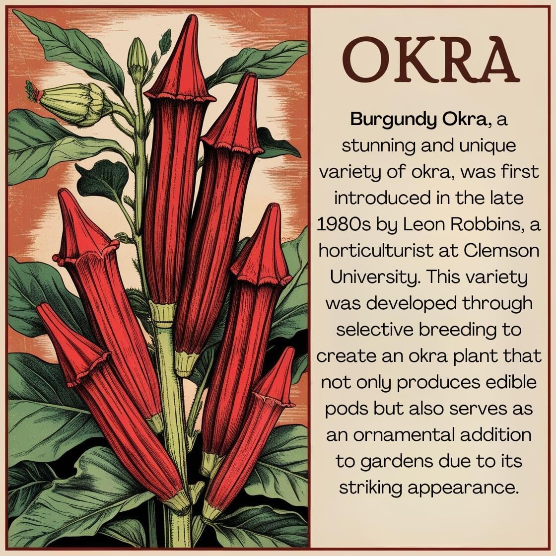 Brownie Brand Burgundy Okra Seeds – Heirloom, Non-GMO, High Yield, Vibrant Red Pods for Cooking & Ornamental Beauty, Heat Tolerant & Perfect for Home Gardens (1 Pound)