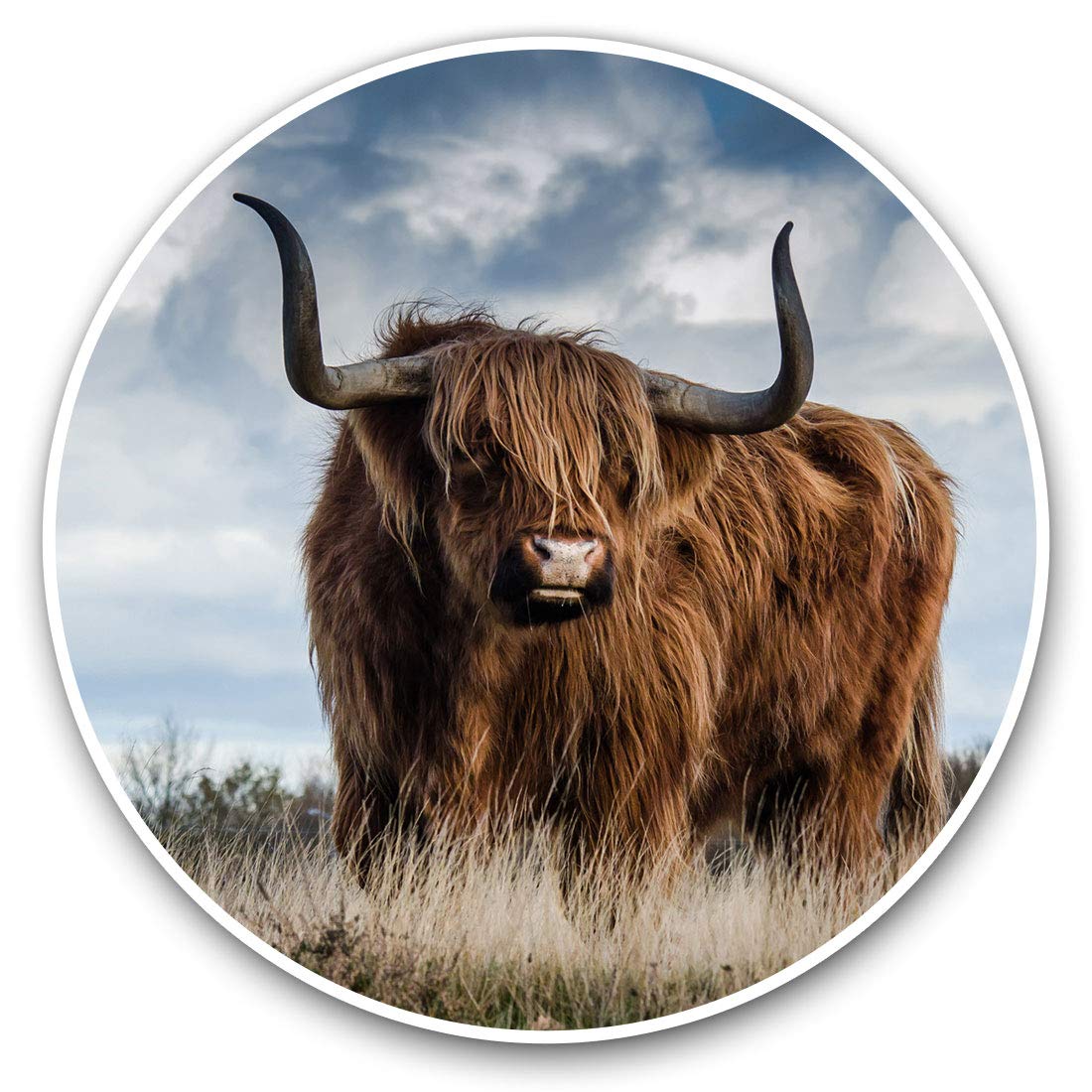 Destination Vinyl Ltd Brown Highland Cow Scotland Cows 13165 Vinyl Stickers (Set Of 2) 30Cm