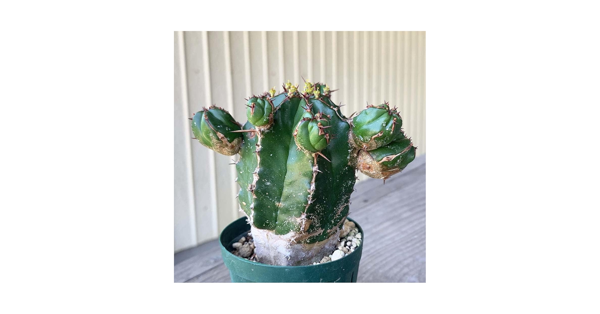 Amazon.co.jp: ユーフォルビア ハンディエンシス 2.5号 *0746