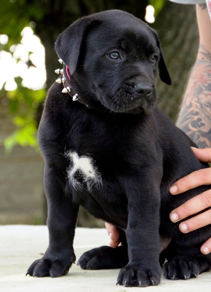 Bestia "Spiky Collar with Blunt Screw Tips. Suitable for Small Dog Breeds or Puppies. 1" Wide Soft Padded Leather Interior & Exterior Handmade in Europe!