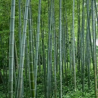 semillas de bambú resistentes - plantas balcón resistentes semillas árboles plantas jardín - Plantas raras - plantas jardín de rocas resistentes semillas plantas 100pcs