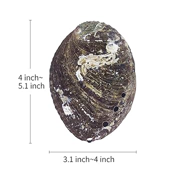NAGAE + 　Abalone shell　ゴールドプレート Abalone shell - PRODUCTS - NAGAE+