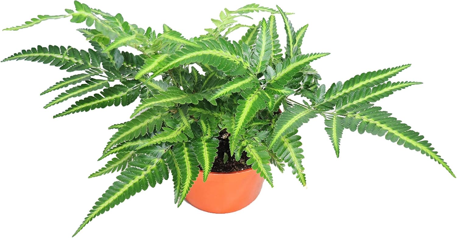 East Indian Holly Fern -6'' from California Tropicals
