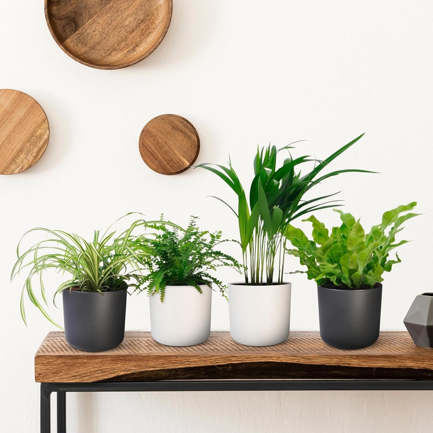 Happy Plants Plantes d'intérieur purificatrices d'air avec pot - 4 pièces plantes vertes
