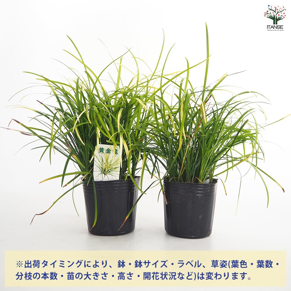 Amazon.co.jp: ITANSE 玉竜 黄金竜 3号 8個セット グランド