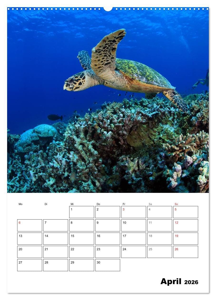 Tauchen - Abtauchen und Staunen (hochwertiger Premium Wandkalender 2026 DIN A2 hoch), Kunstdruck in Hochglanz: Abtauchen in die faszinierende Unterwasserwelt unserer Meere