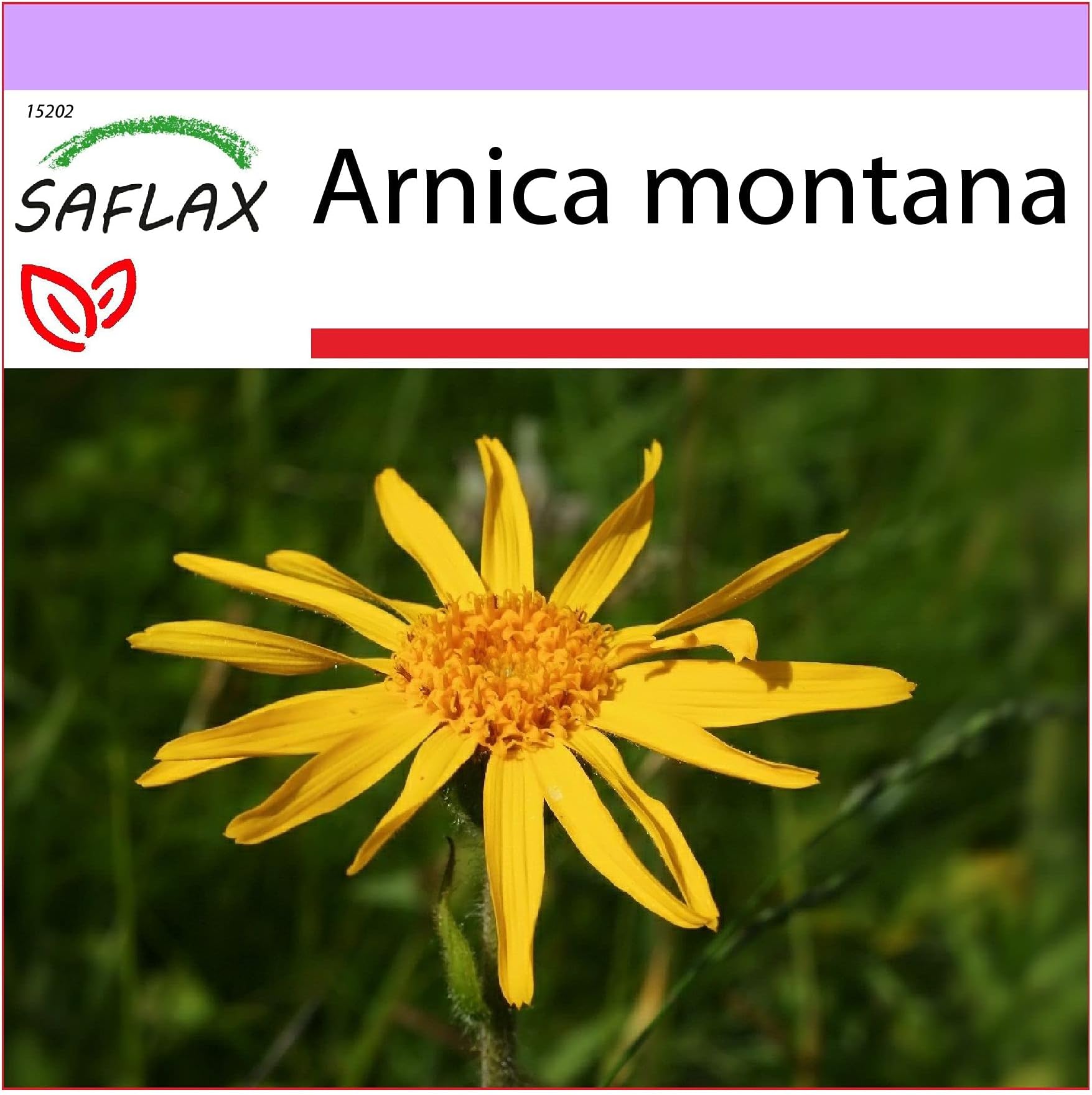 Echte Arnika, BergArnika Samen (Arnica Montana) Amazon.de Garten