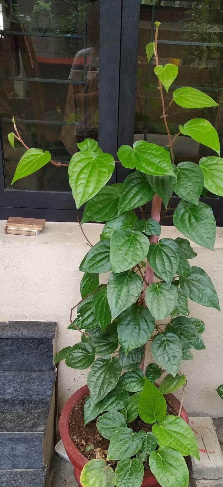 Desi Betel Leaf Plant/Pan Plant Pack Of 1 Plant-image-42