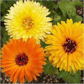 Seed Needs, 1,000+ Calendula Pacific Beauty Mix Seeds (Calendula officinalis) Non-GMO Wildflowers - Butterfly and Bee Attr...