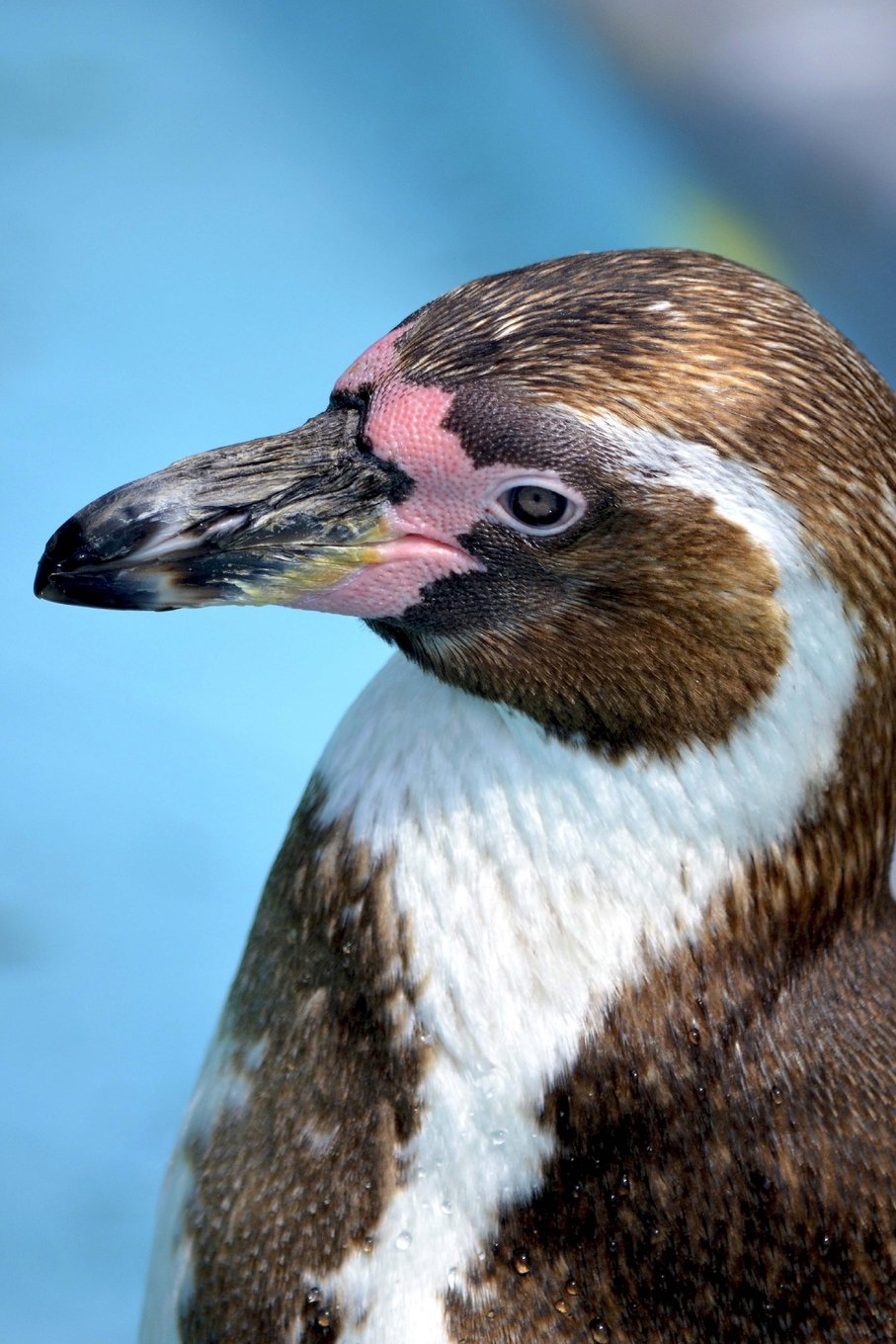 Portrait of a Humboldt Penguin Journal: 150 page lined notebook/diary