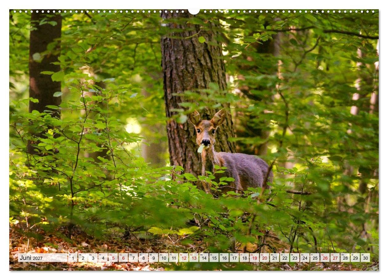 CALVENDO · Sanfte Augenblicke, Faszination Rehe (Kalender 2027) | DIN A2 Querformat · Premium-Wandkalender · Rehe, Eleganz und Sanftmut des Waldes