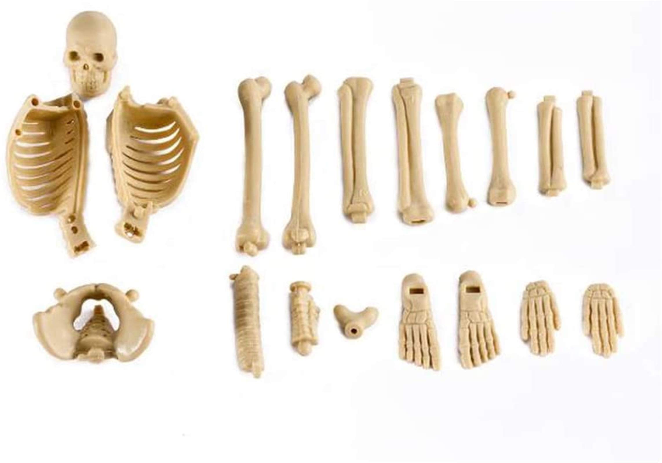 Mini model szkieletu ludzkiego do anatomii, zestaw do montażu szkieletu z PVC o przekątnej 17,7 cala ze stojakiem, narzędzie do nauczania
