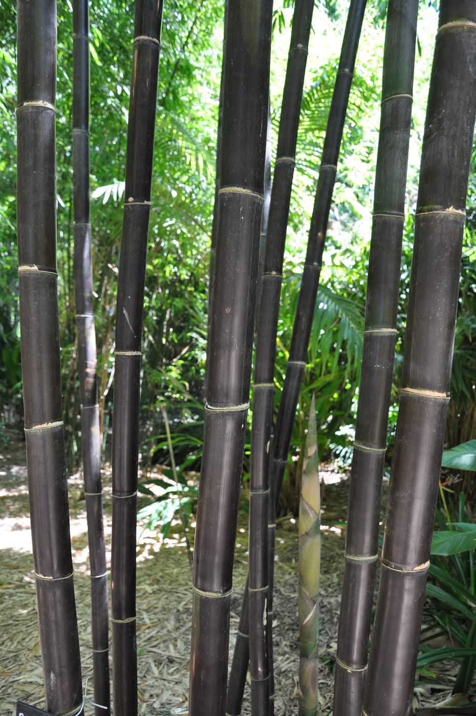 See full amazon price history chart for NooElec Seeds India Agro Acres Hybrid Bamboo Seeds For Home Garden 20 Seeds - Grow In All Seasons (Black Bamboo) NooElec Seeds India Agro Acres Hybrid Bamboo Seeds For Home Garden 20 Seeds - Grow In All Seasons (Black Bamboo) (B09TFL6513) Amazon Price History, Amazon Price Tracker