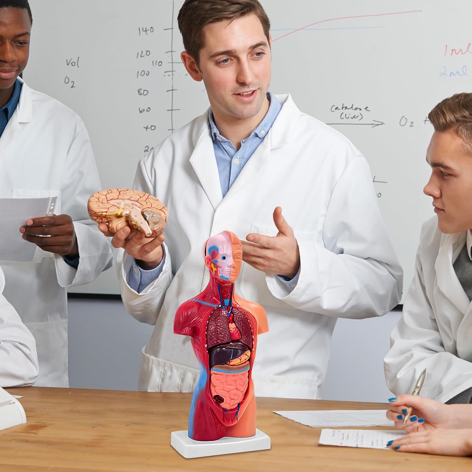 11 Inch Small Human Body Model for Anatomy Study - 15 Detachable Parts Educational Torso with Internal Organs, DIY Assembly Anatomy Model for Students, Teachers, and Medical Healthcare Professionals - Image 8