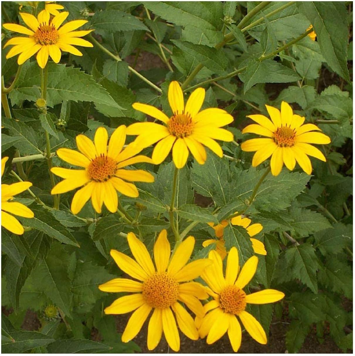 Everwilde Farms - 1 Lb Early Sunflower Native Wildflower Seeds - Gold Vault