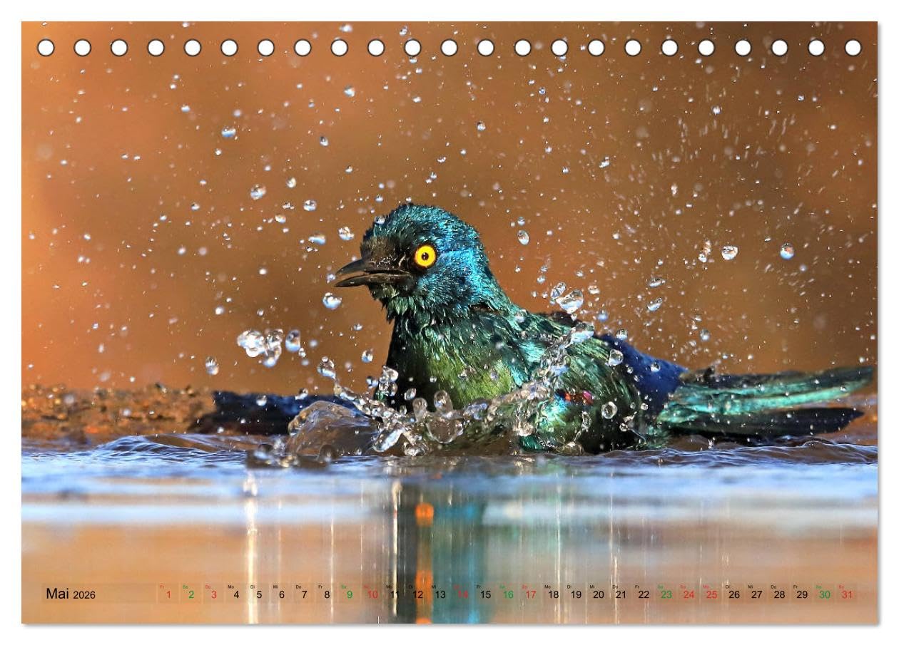 Vögel in Afrika - Magie der Farben (Tischkalender 2026 DIN A5 quer), CALVENDO Monatskalender: Afrika - auch ein Vogelparadies! (CALVENDO Tiere)