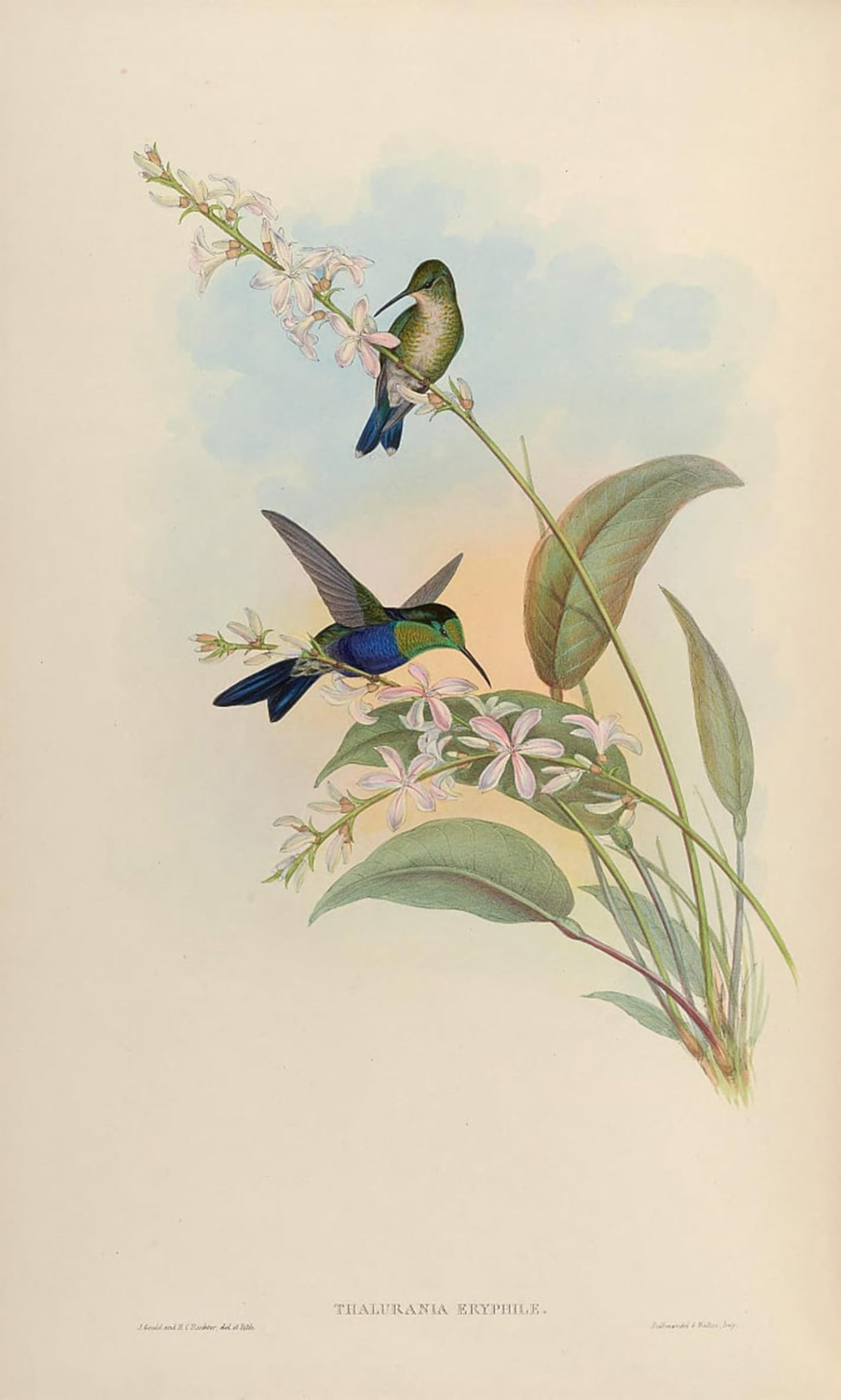 Tableaux Graffiti Art Mural Oiseau par John Gould Impression 60x90cm