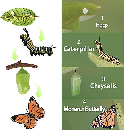 Miniatura 3 de SIENON 4 figuras de juguete de ciclo de vida de mariposa y 4 figuras de Actias Ningpoana, de plástico de oruga a mariposa monarca, juguete de ciclo