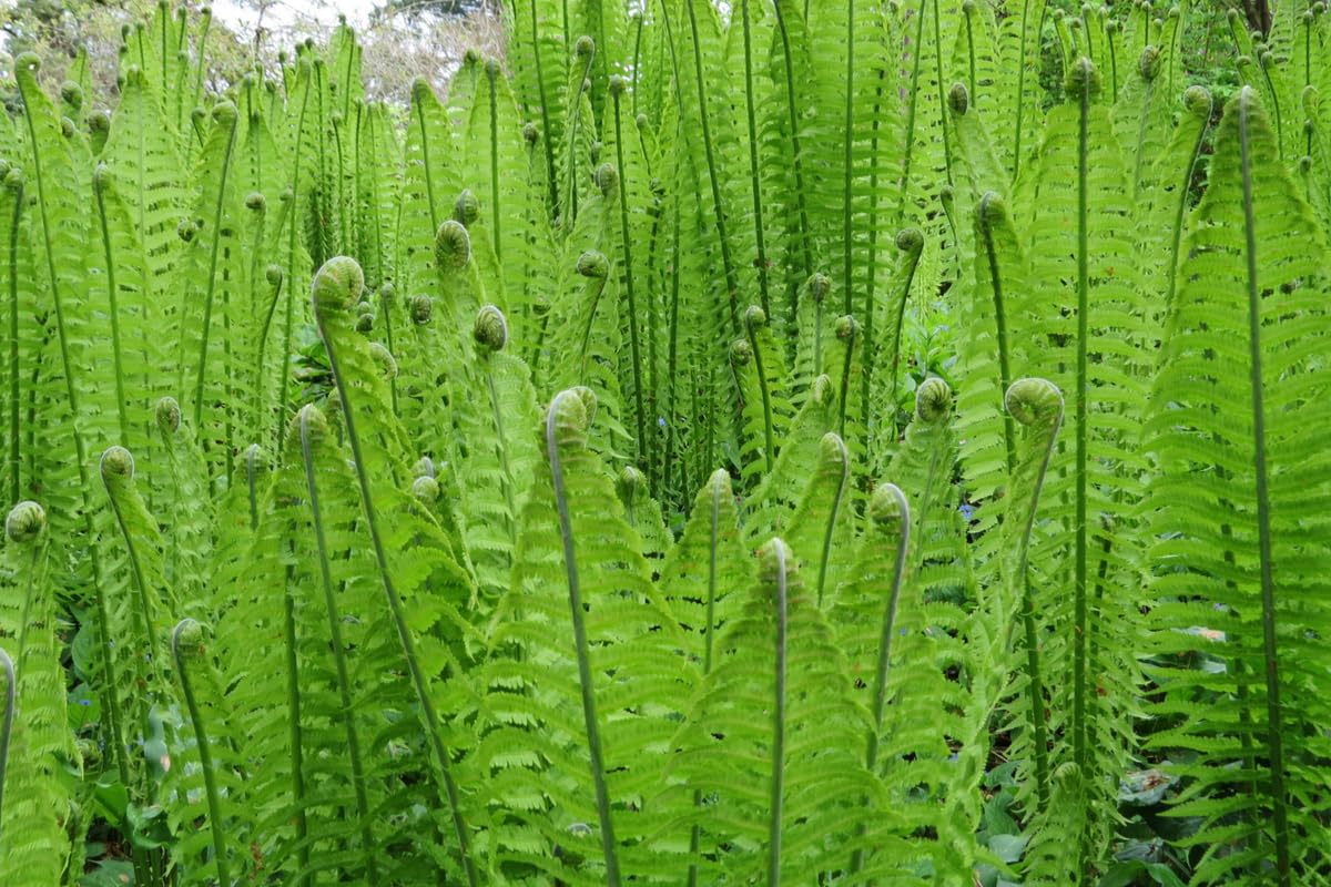10 Fern Plants Live, Cinnamon Fern Live Plant Indoors, 10 Bare Roots, Live Fern Plants Outdoors, 5 to 8 Inc Tall, Easy to Plant Indoor Outdoor