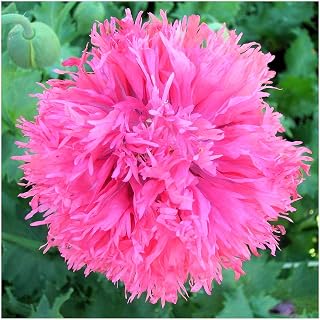 Caribou Seed Company | Venus Poppy | 100 Seeds | Pink Feather Blooms | Fresh Canadian Seed