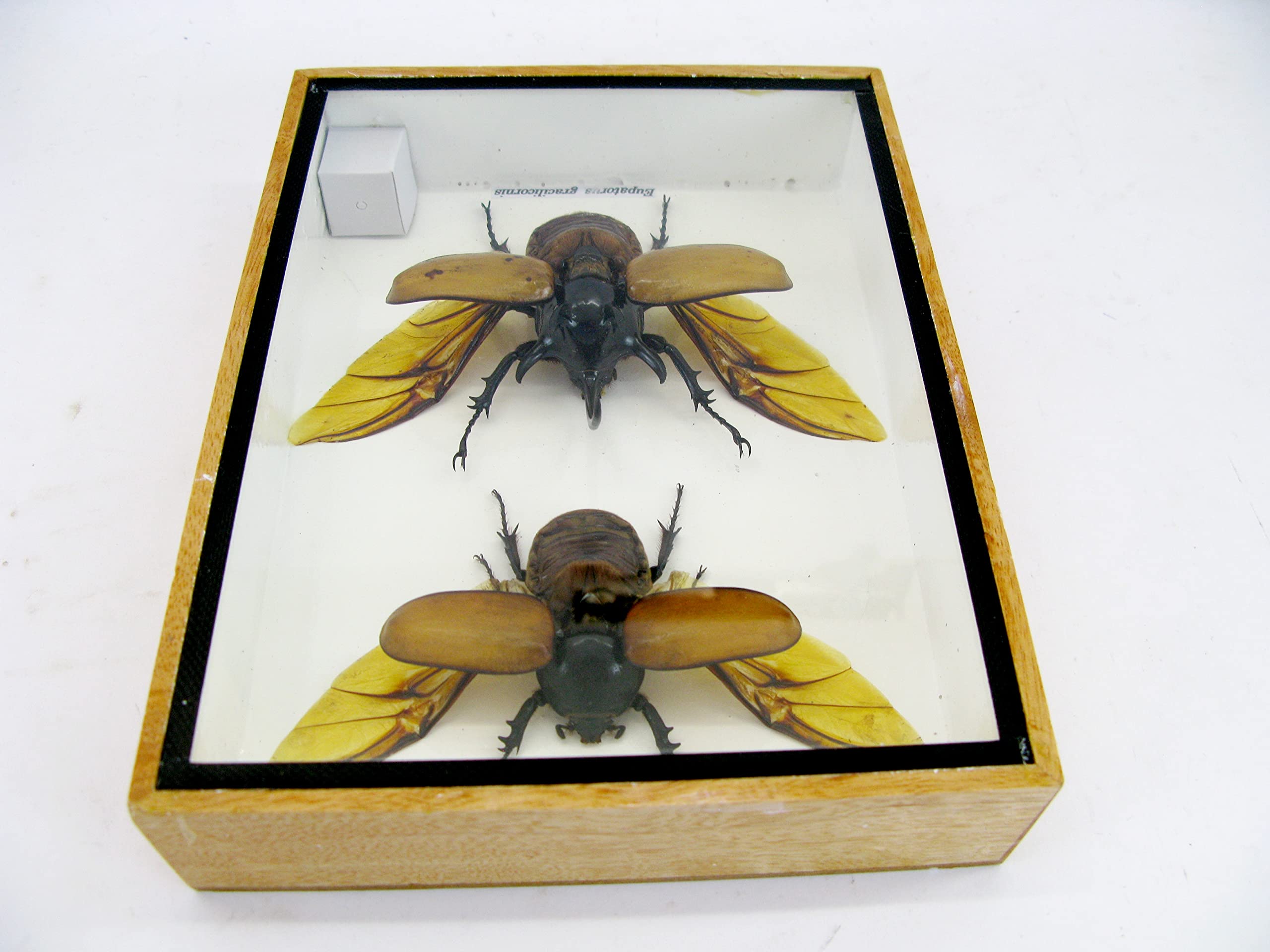 Véritables insectes magnifiques dans une vitrine 3D – Tableau mural encadré – Taxidermie – Entomologie – (2 x Eupatorus gracilicornis M&F ouverts en haut)