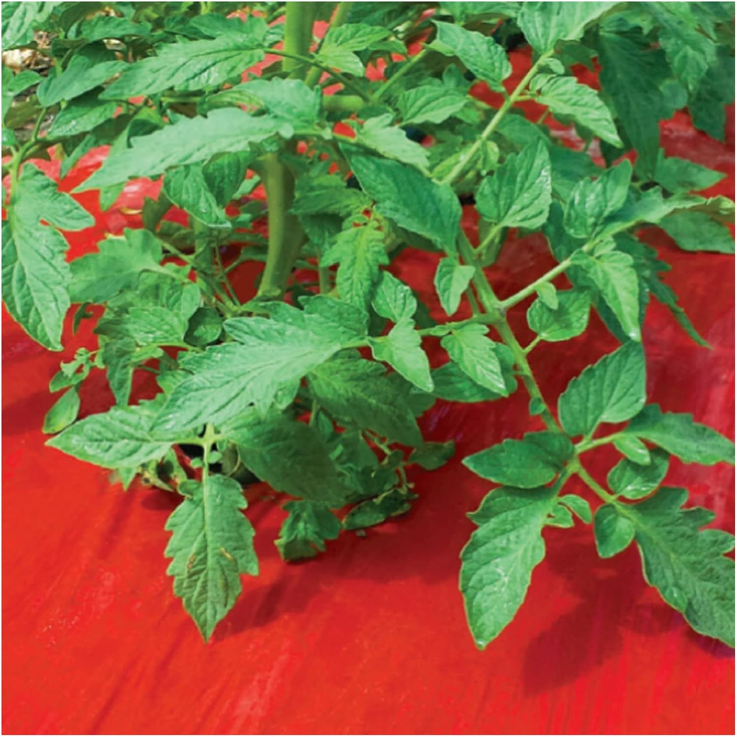 KenBar Red Plastic Mulch 4ft.x 30ft. Single Roll for Tomatoes and Other Crops