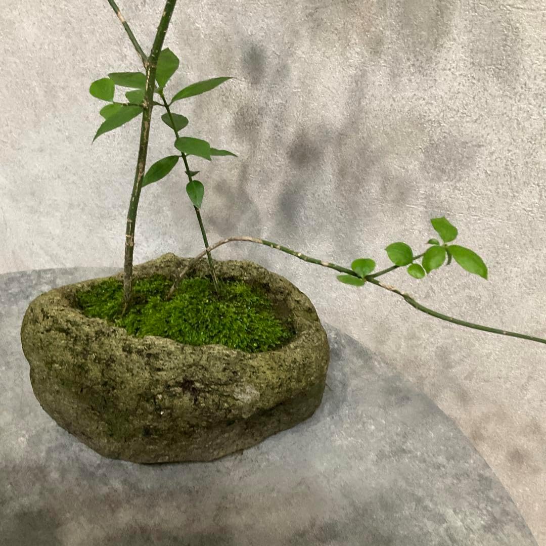 盆栽 赤石五葉松-19 【公式通販】