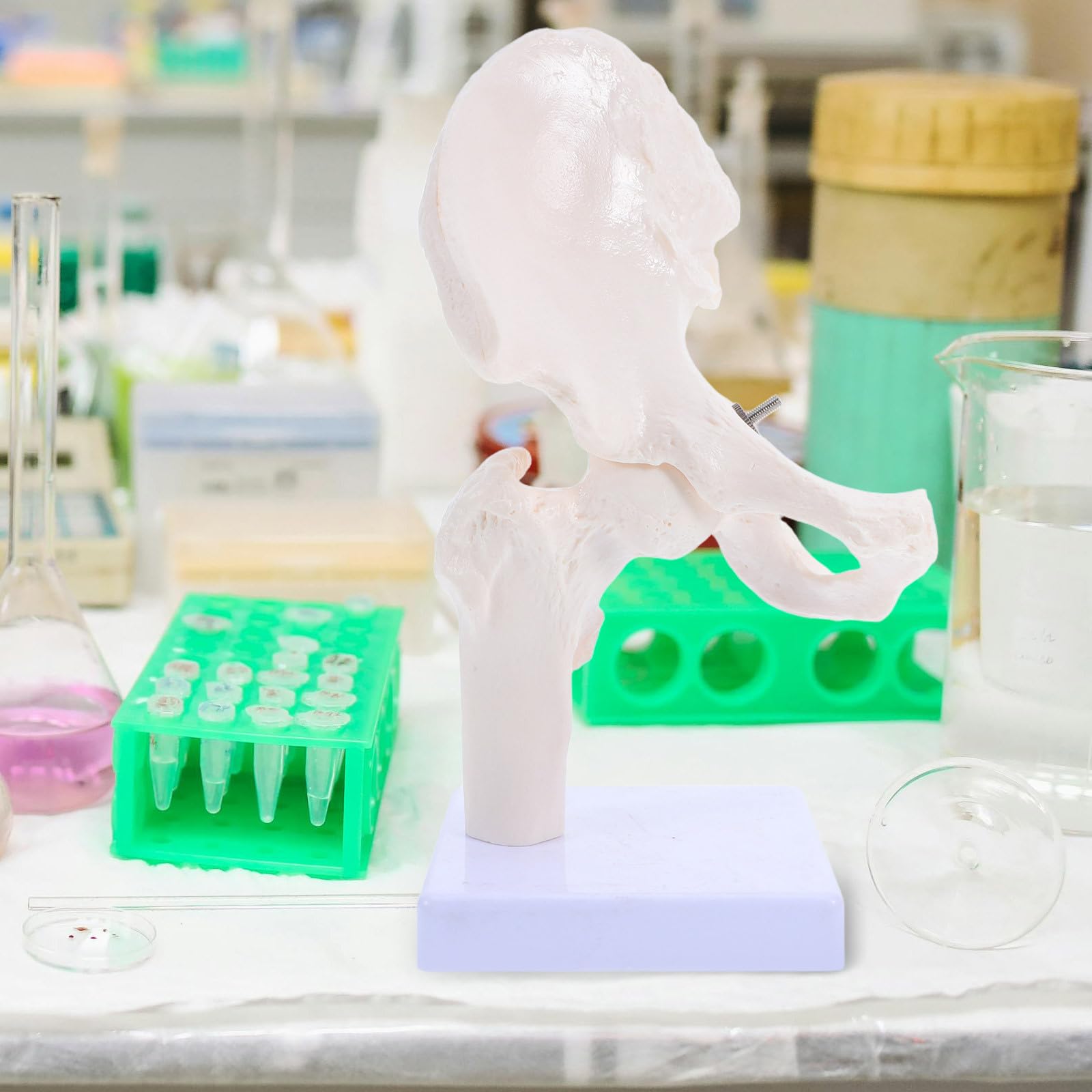 Modelo Anatómico de Esqueleto Humano de Cadera, Modelo de Anatomía para Estudiar, Herramienta Educativa Partes Desmontables para Enseñanza en Escuelas y Laboratorios, Material