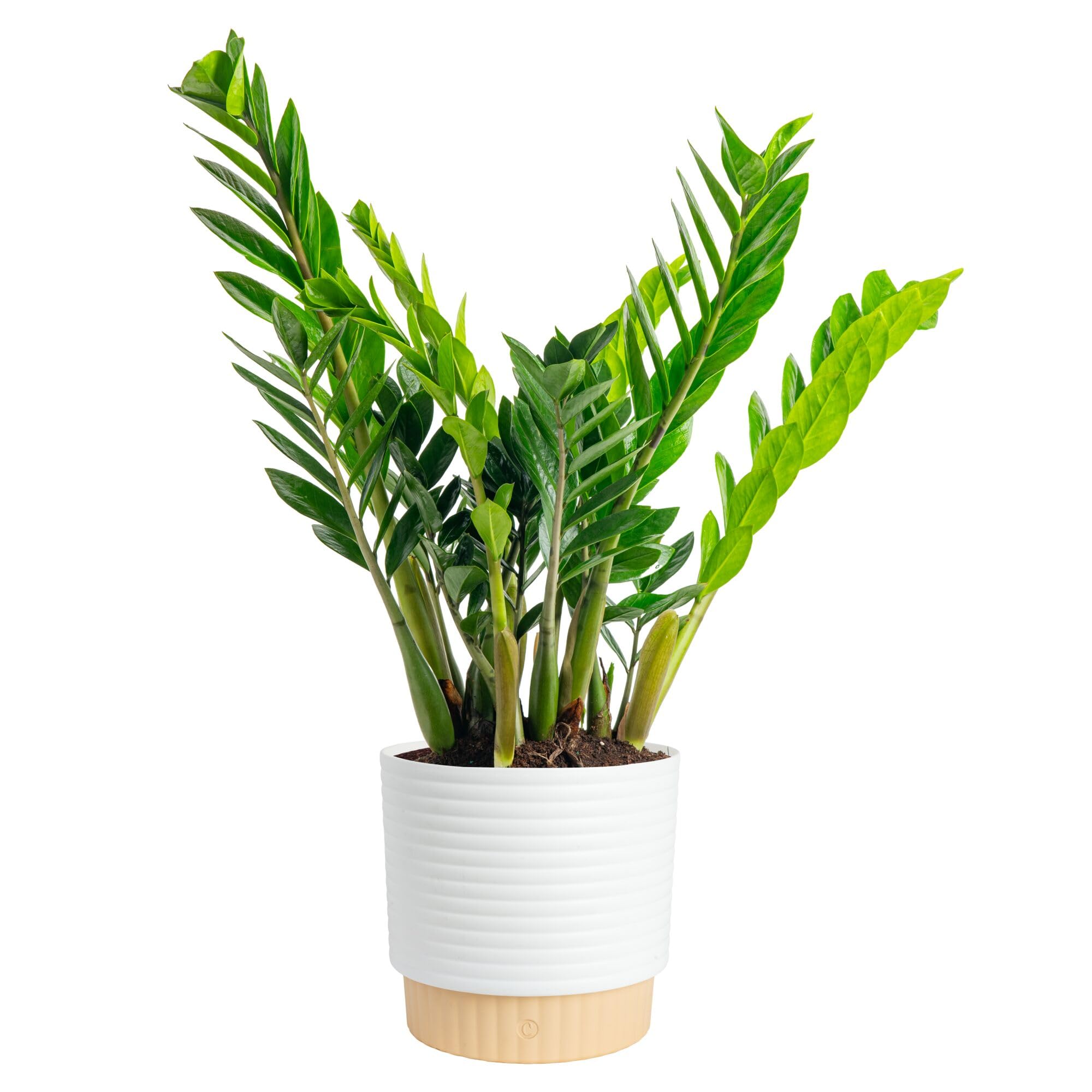Amazon.com: Costa Farms ZZ Live Plant in Decorative Pot, Easy to