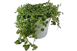 String of Turtles Succulent: Liven up Your Home with Nature's Charm