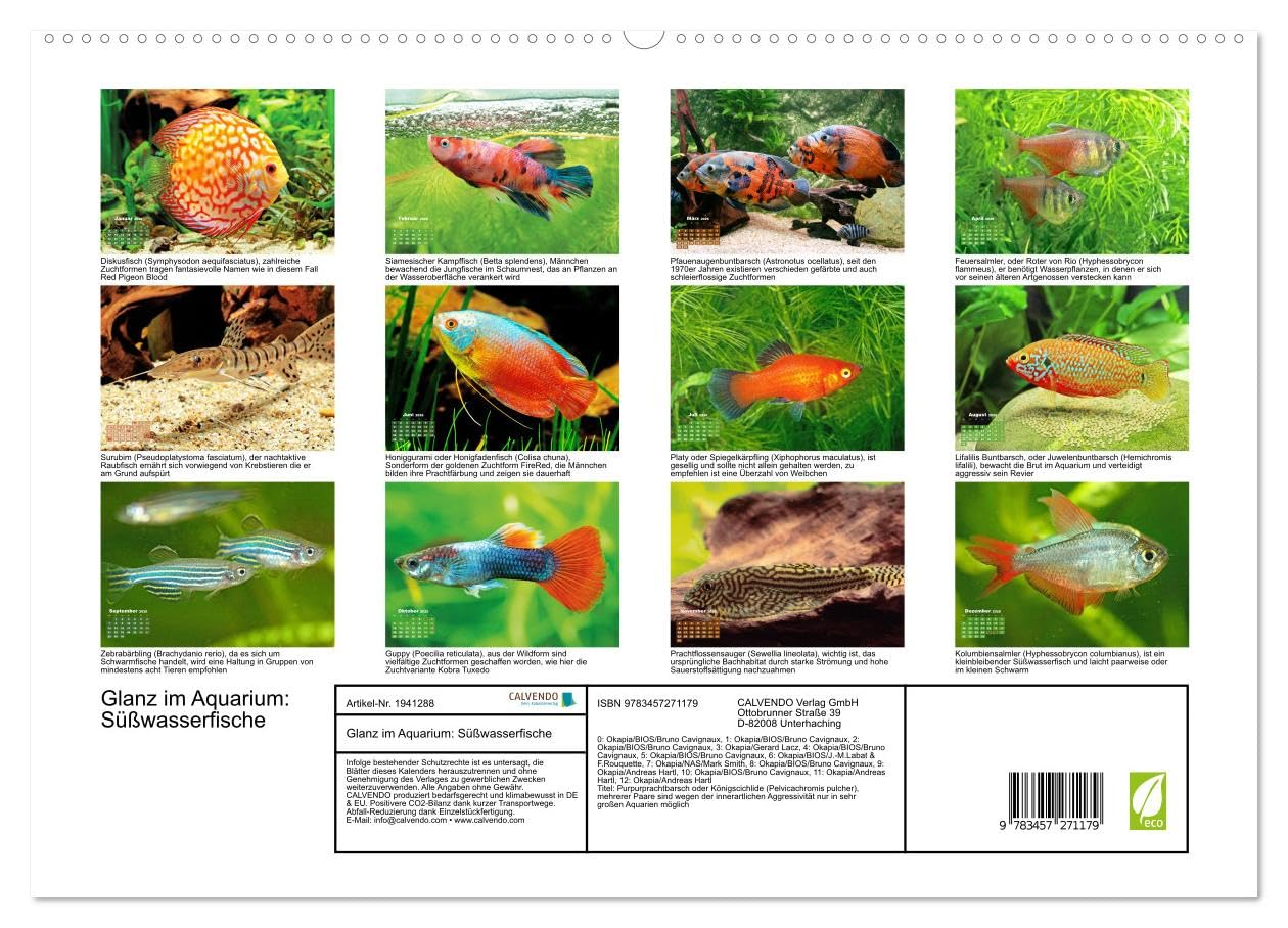 Glanz im Aquarium: Süßwasserfische (hochwertiger Premium Wandkalender 2026 DIN A2 quer), Kunstdruck in Hochglanz: Schönheiten im Aquarium - ... und Zebrabärbling (CALVENDO Tiere)