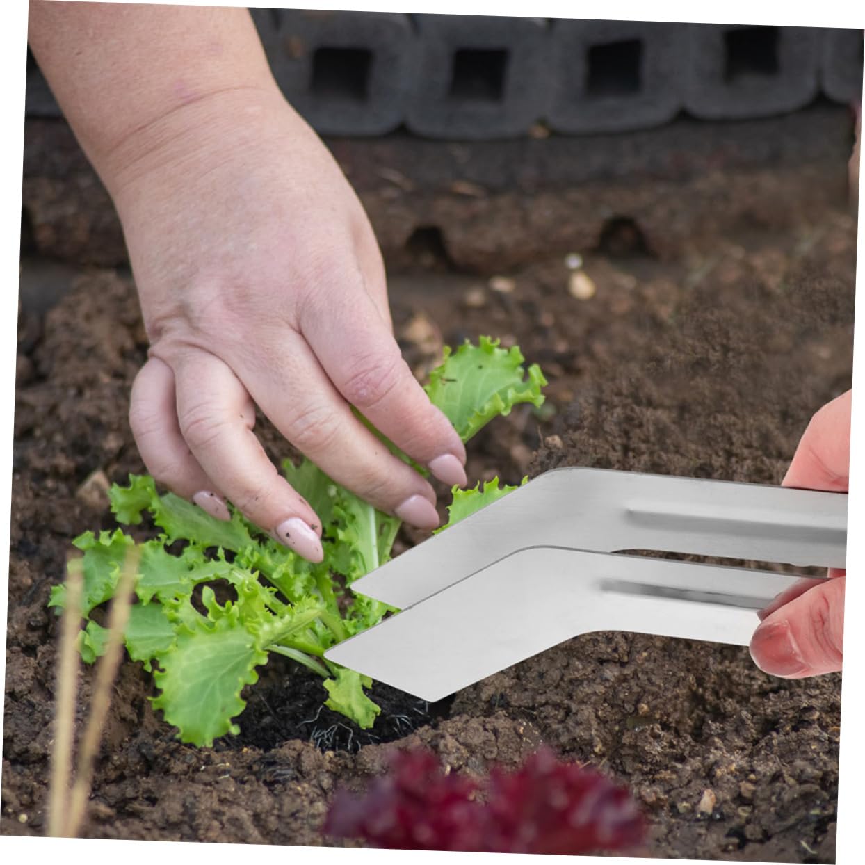 BESPORTBLE 8stücke Edelstahl-pflanzzangen Handwerkzeuge Für Umpflanzen Von Pflanzen Langlebig Und Vielseitig Einsetzbar Für Gartenarbeiten Und Pflanzenpflege